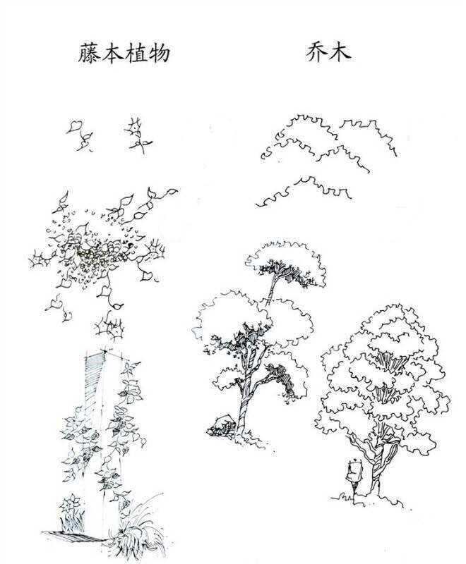 植物图片 藤本植物和乔木简笔画画法