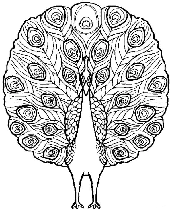 骄傲的孔雀简笔画