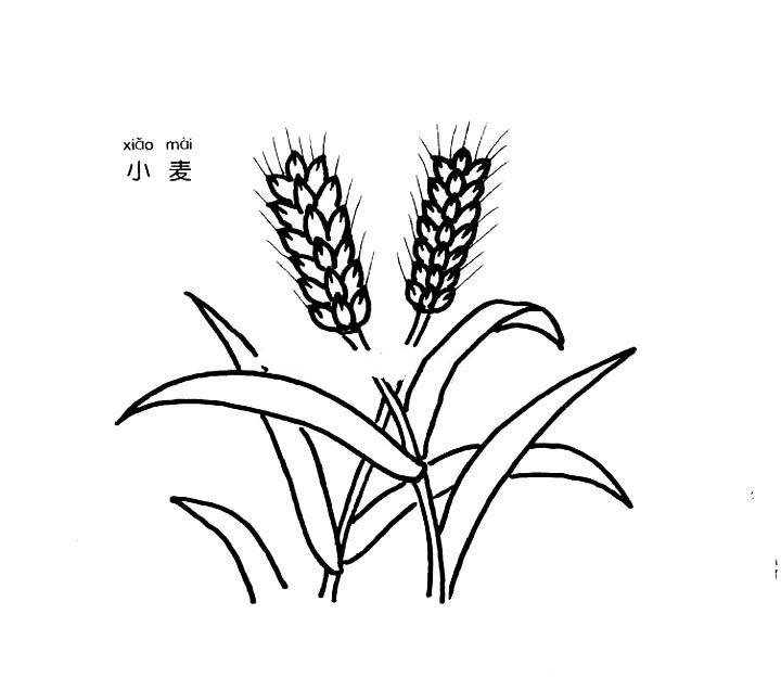 小麥簡(jiǎn)筆畫(huà)