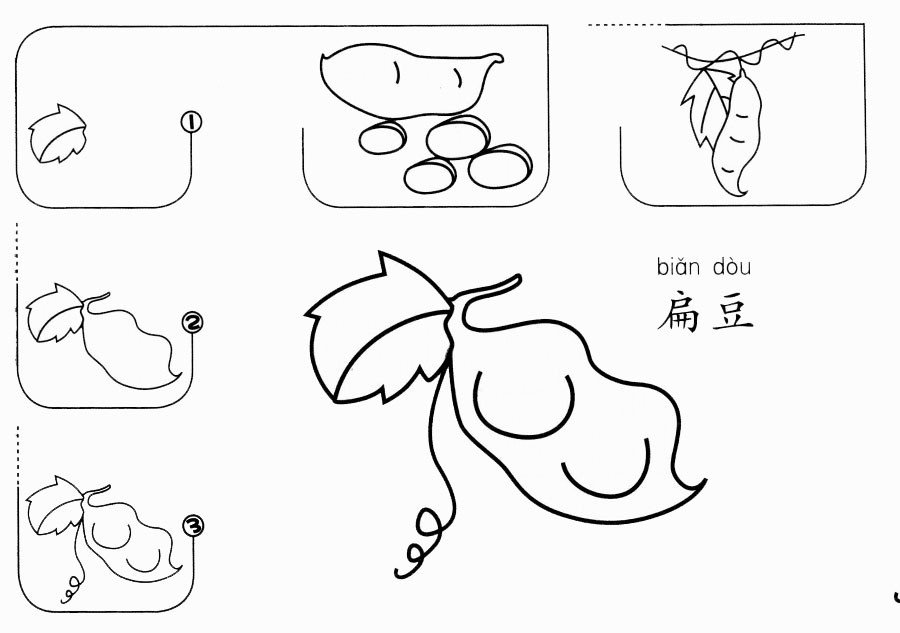 扁豆怎么畫