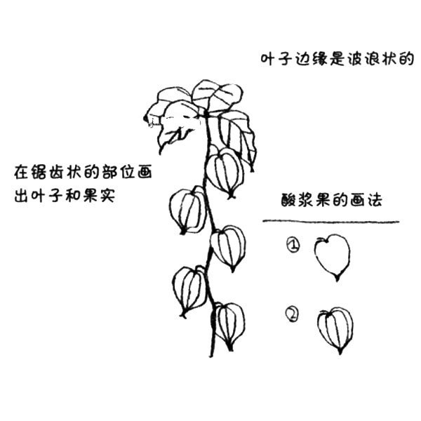 2.在彎彎曲曲并有些突起的地方畫(huà)出葉子和果實(shí)。