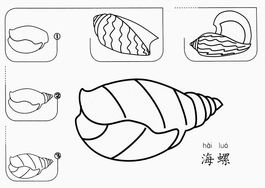 海螺怎么畫