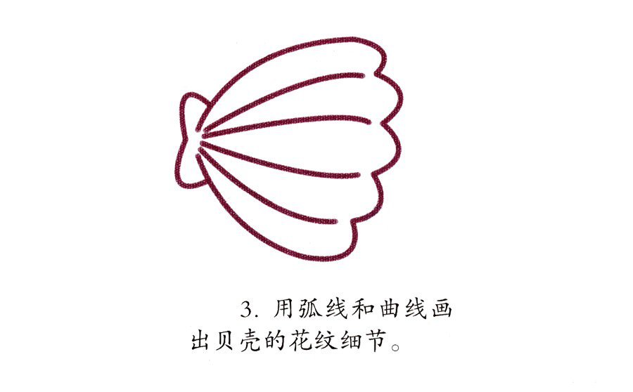 幼兒簡(jiǎn)筆畫(huà) 貝殼