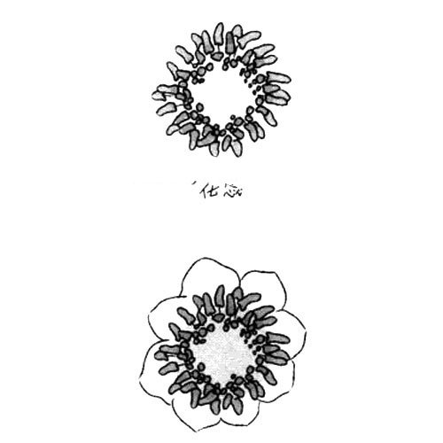 1.畫(huà)出花蕊和內(nèi)側(cè)的花瓣。