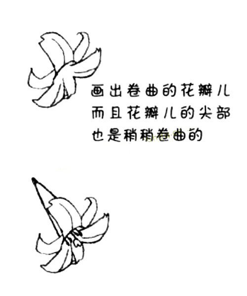 2.在那中间再画出3片花瓣儿和漏斗儿状的根。