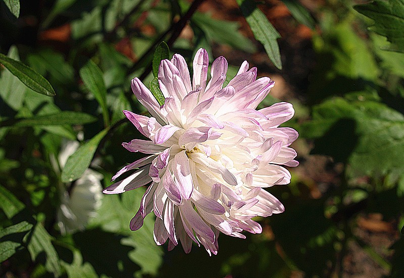 秋日翠菊花正艳