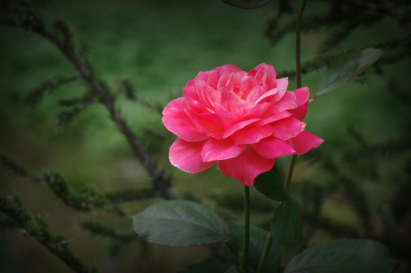 多彩月季花图片