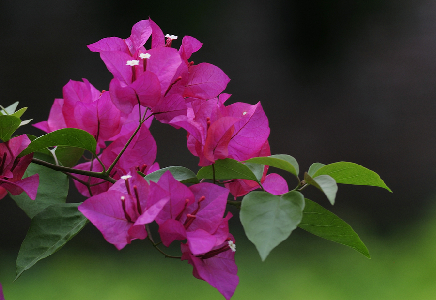 三角梅開花高清圖