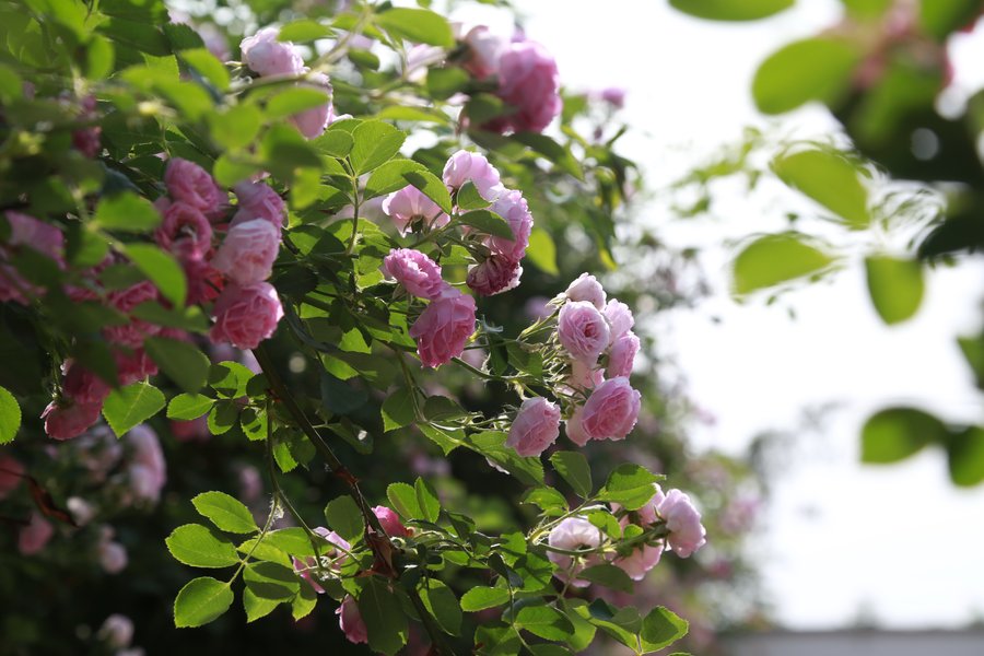 盛開的薔薇花圖片