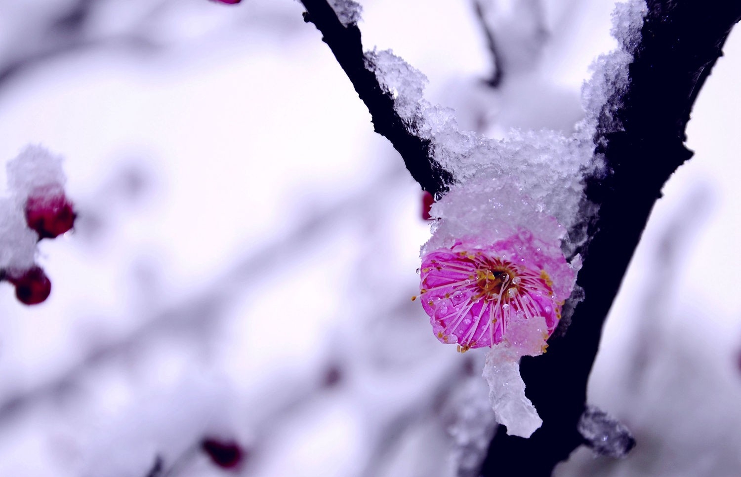 梅花欢喜漫天雪