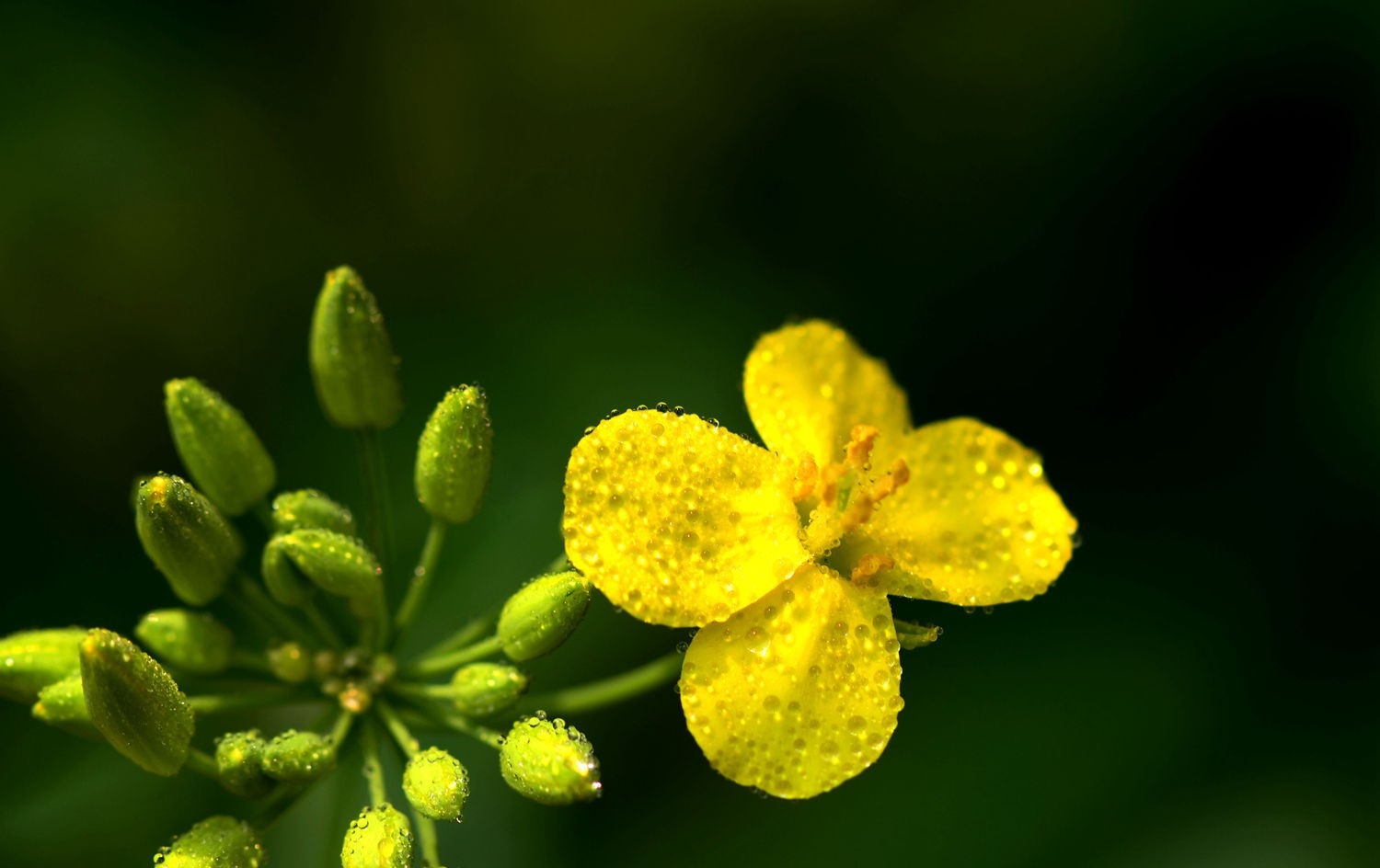 油菜花正黄