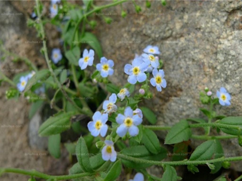 附地菜圖片