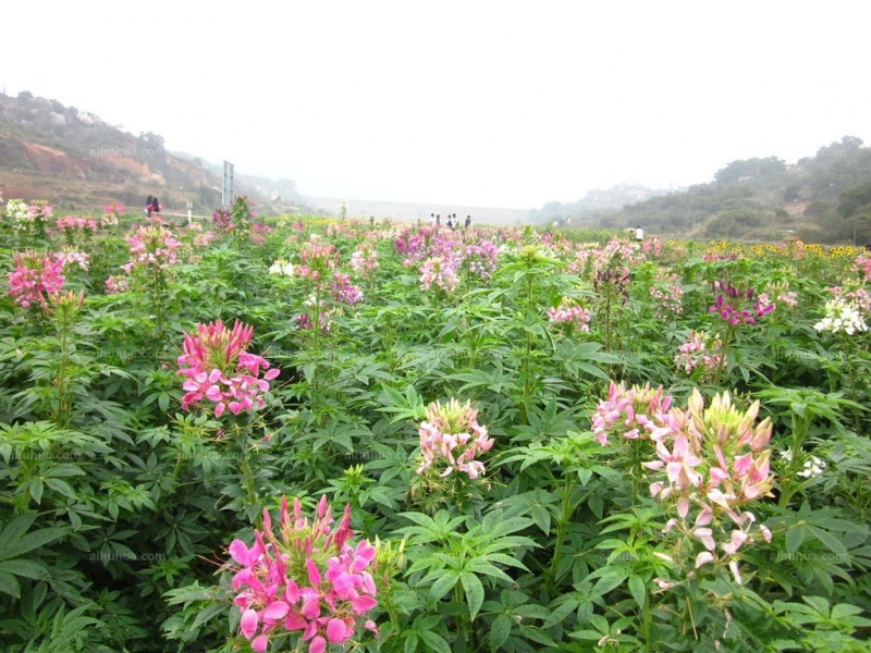 醉蝶花的图片