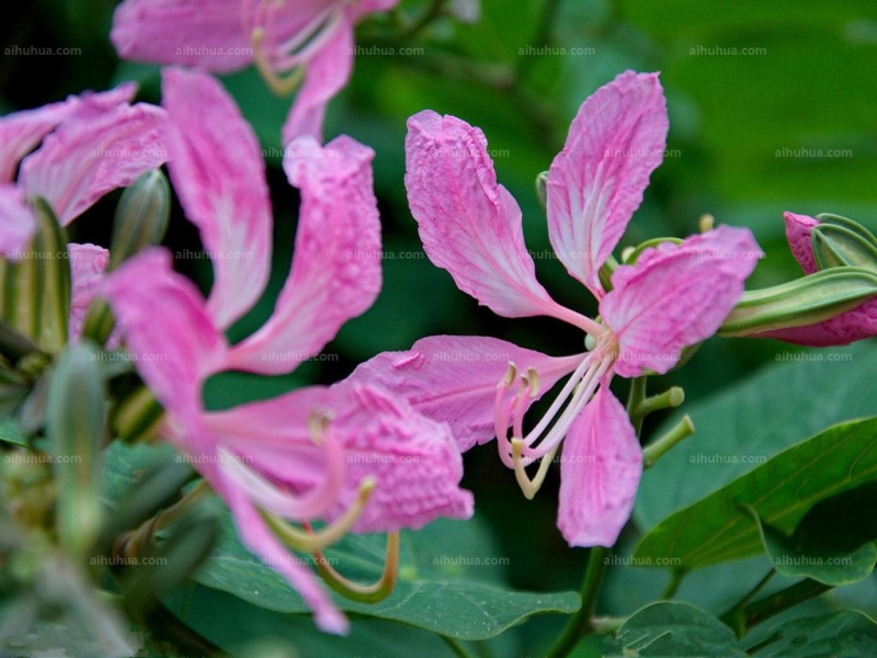 苏木科紫荆花