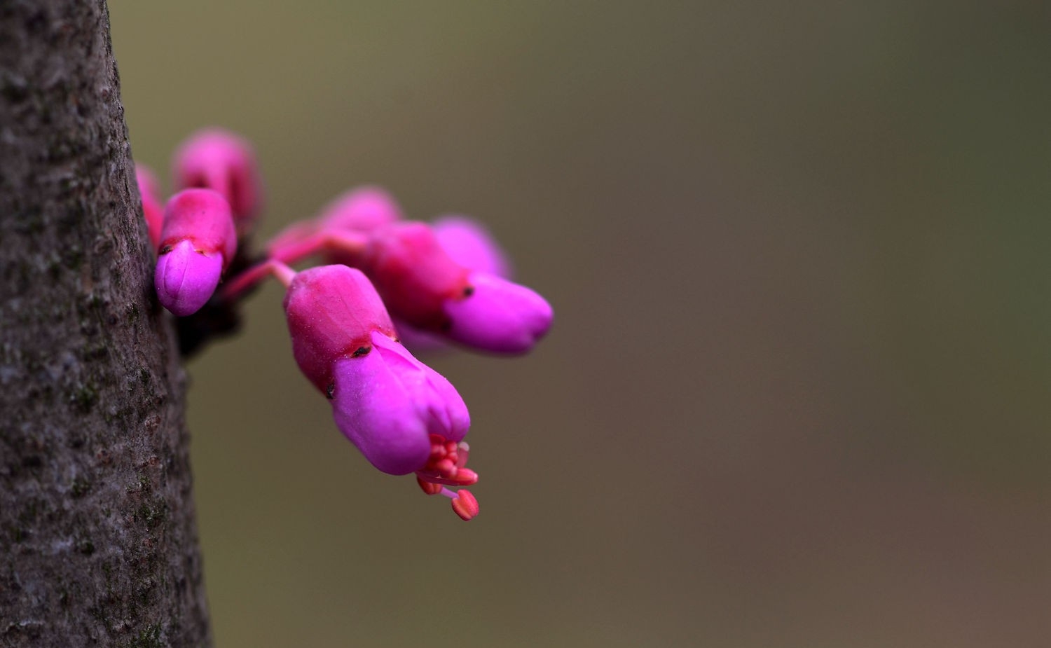 紫色印象紫荊花