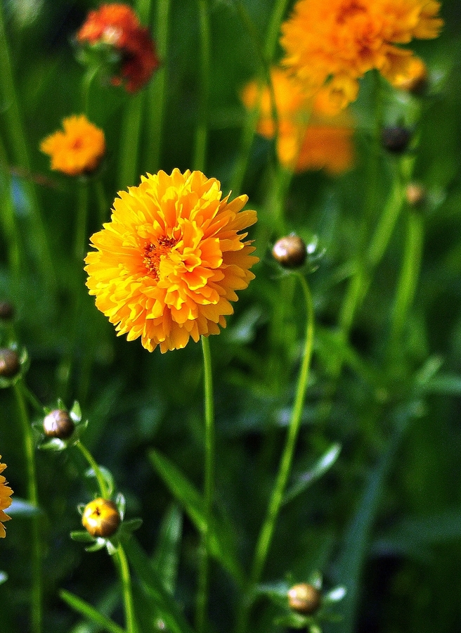 春日陽(yáng)光下的金雞菊