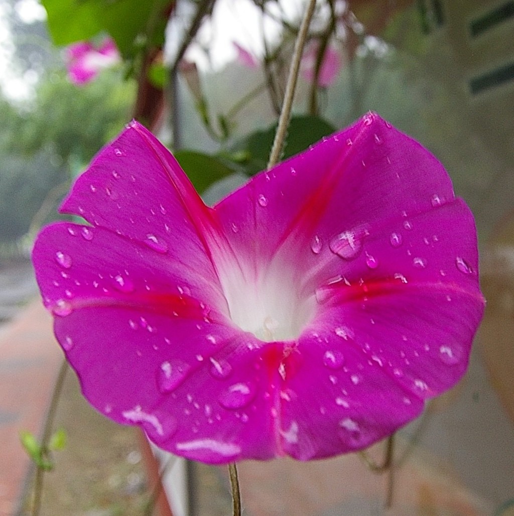 雨后的喇叭花