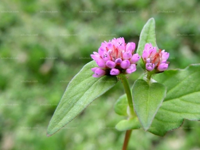 頭花蓼圖片