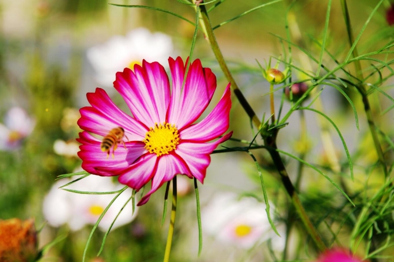 格桑花和蜜蜂圖片