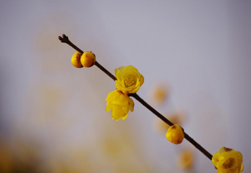 黄色的腊梅花开图片