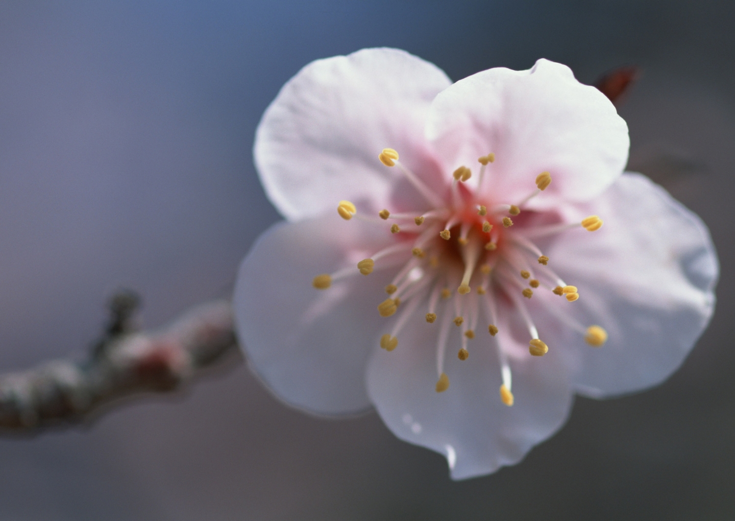 高清桃花图片