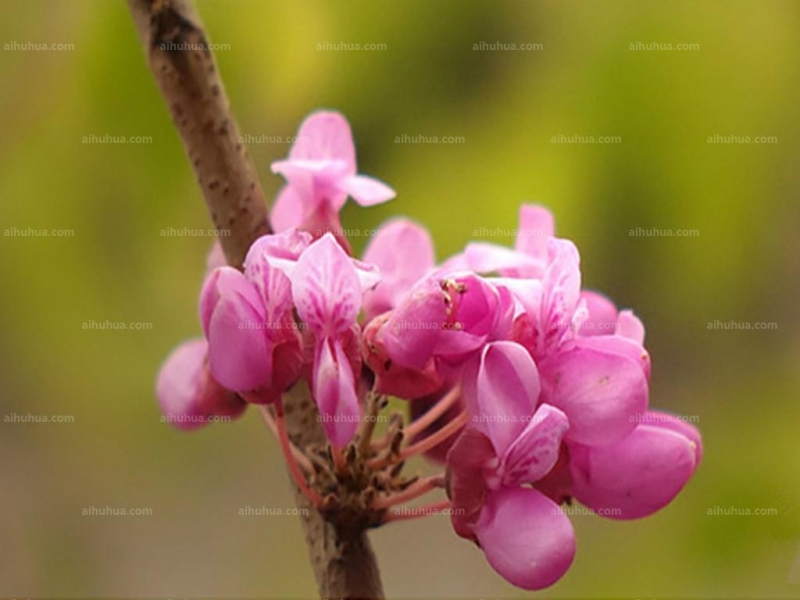 豆科紫荆花图片