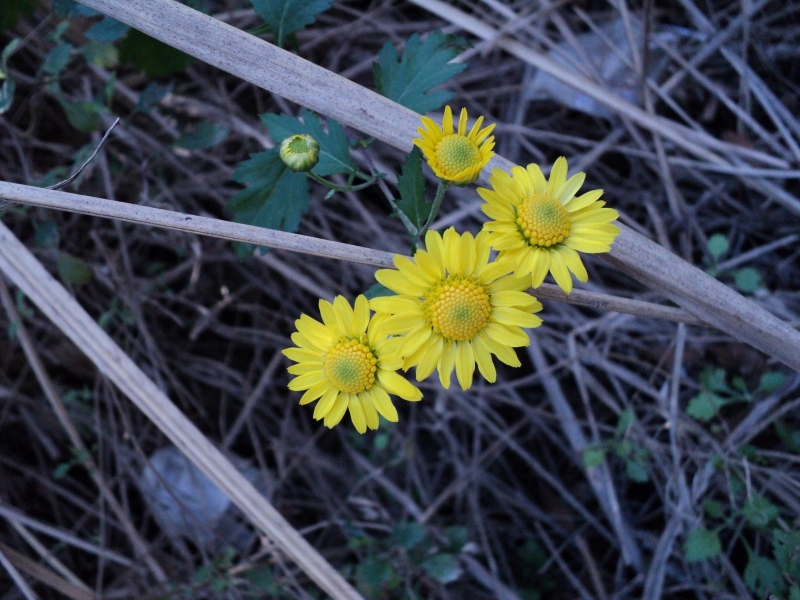 野菊花圖片