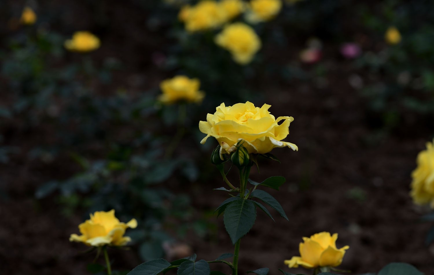 花中的皇后月季花