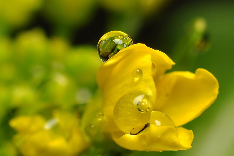 菜心花圖片