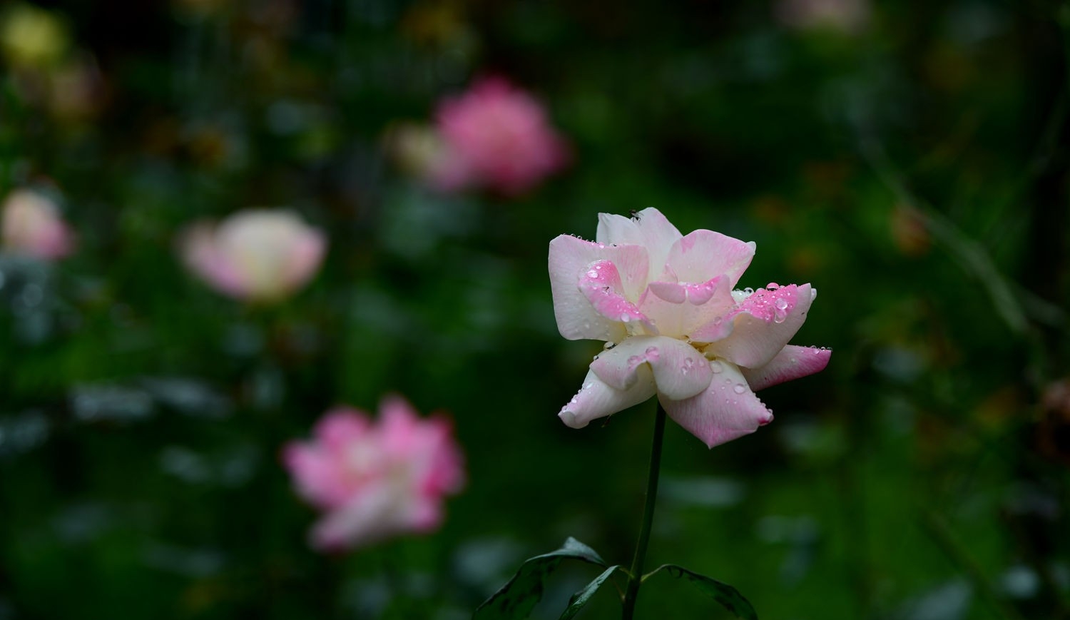 娇艳欲滴月季花