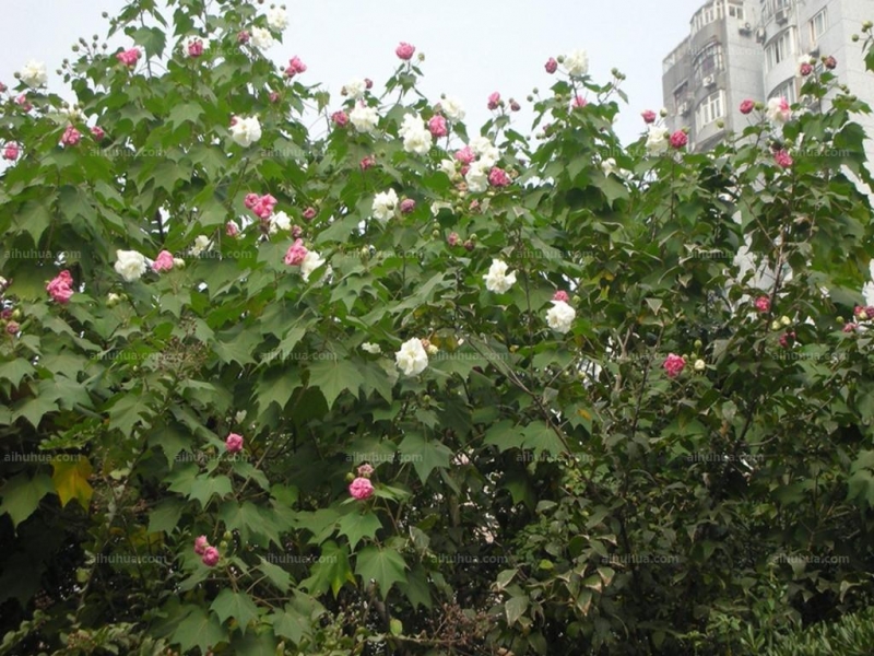 木芙蓉图片