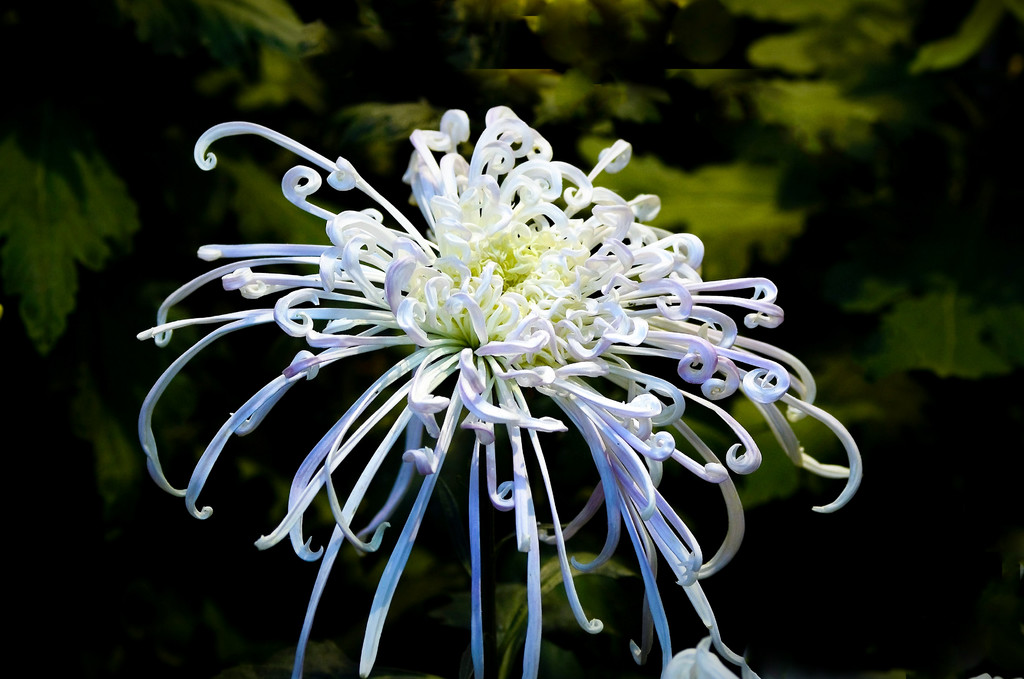 菊花北海公園花展