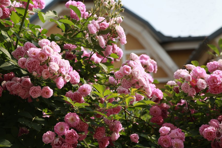 盛開的薔薇花圖片