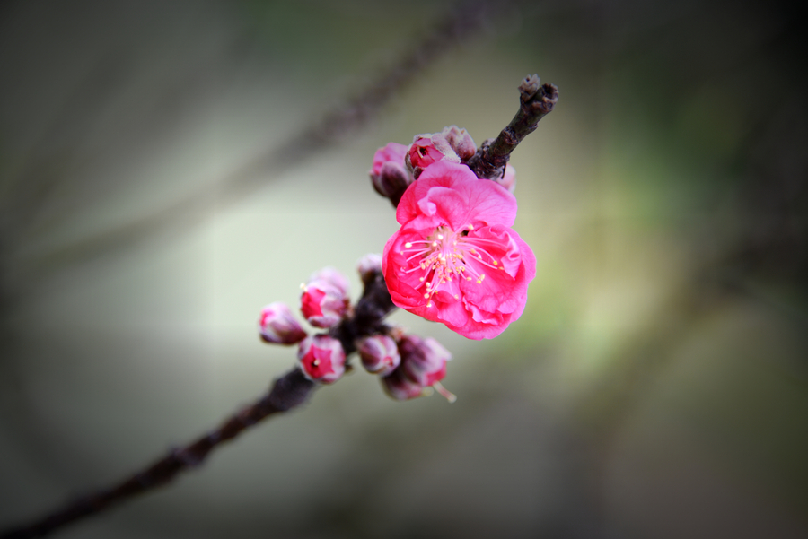 桃花盛開時