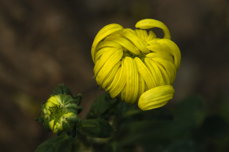 森林公园的菊花