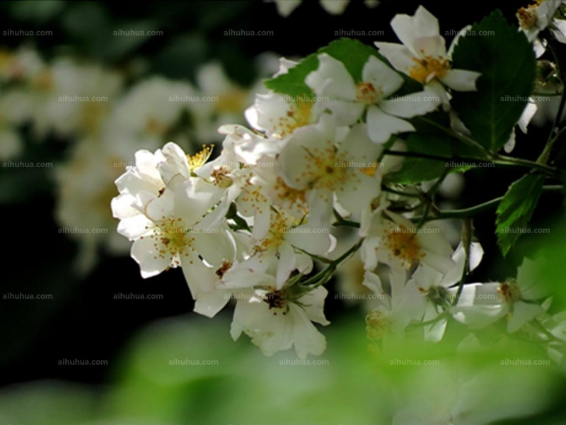 荼靡花圖片