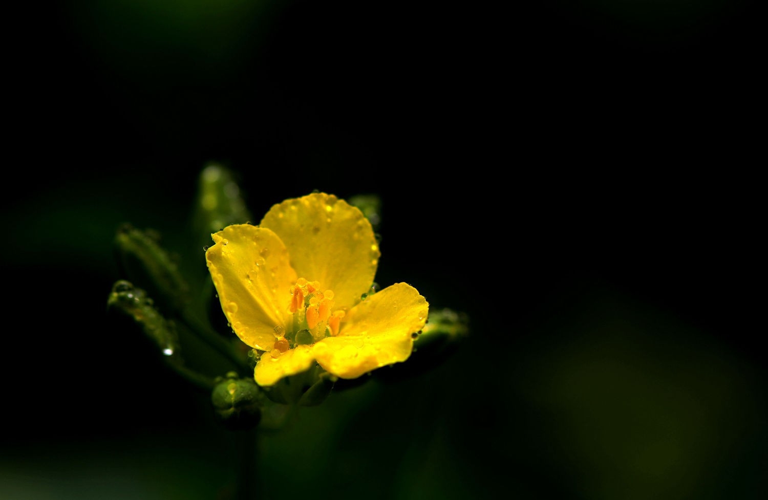 油菜花正黄