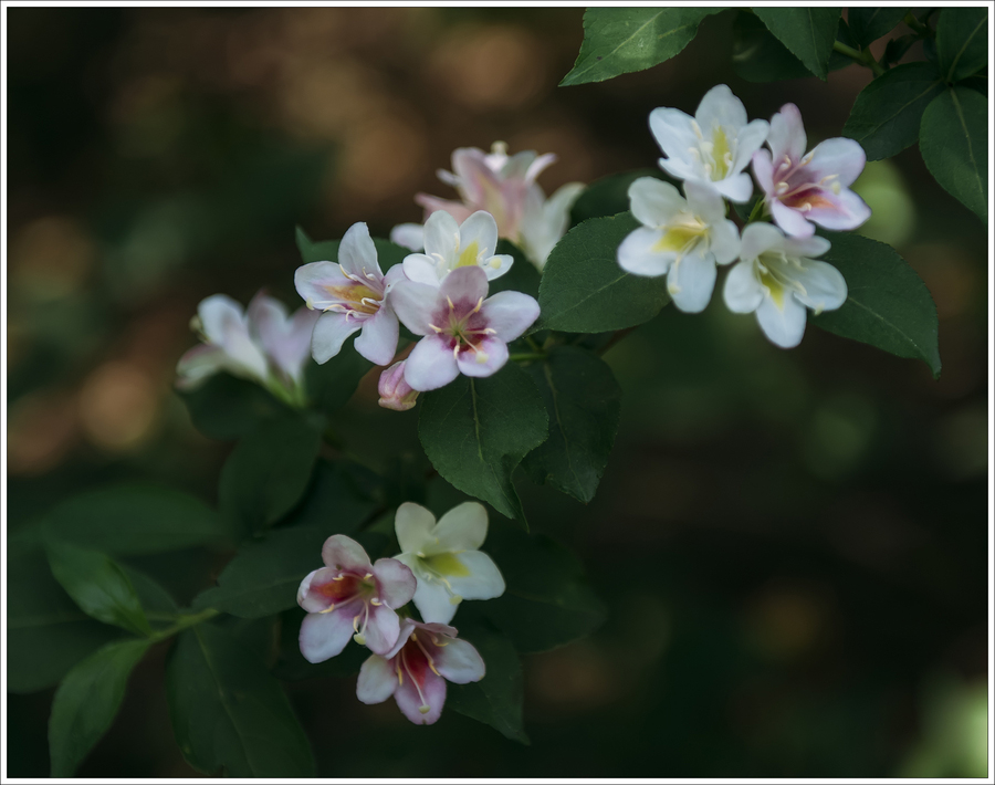 錦帶花開