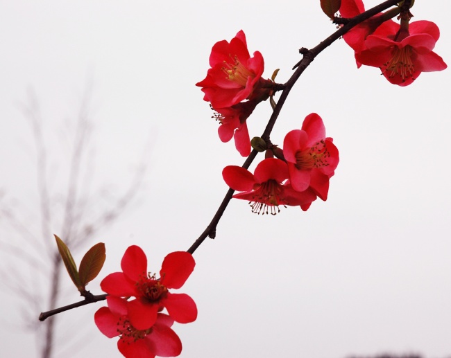 紅色木棉花高清圖片