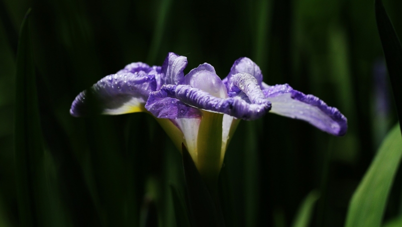 菖蒲圖片