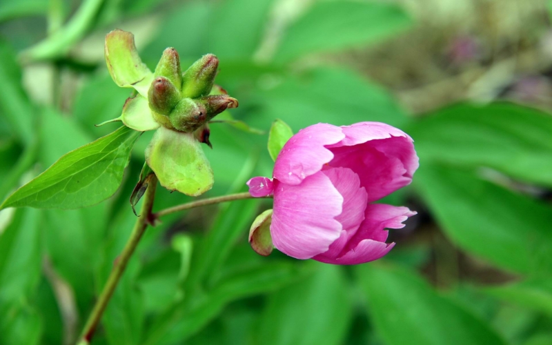 粉色芍藥花圖片