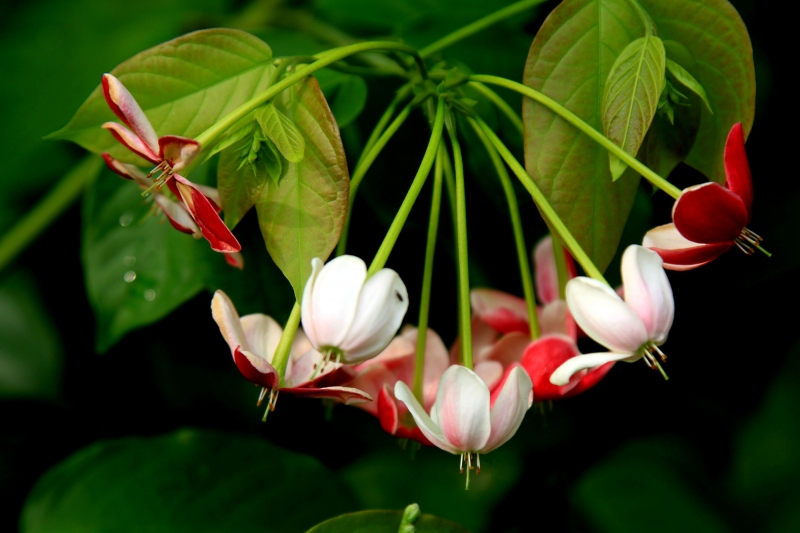 使君子花圖片