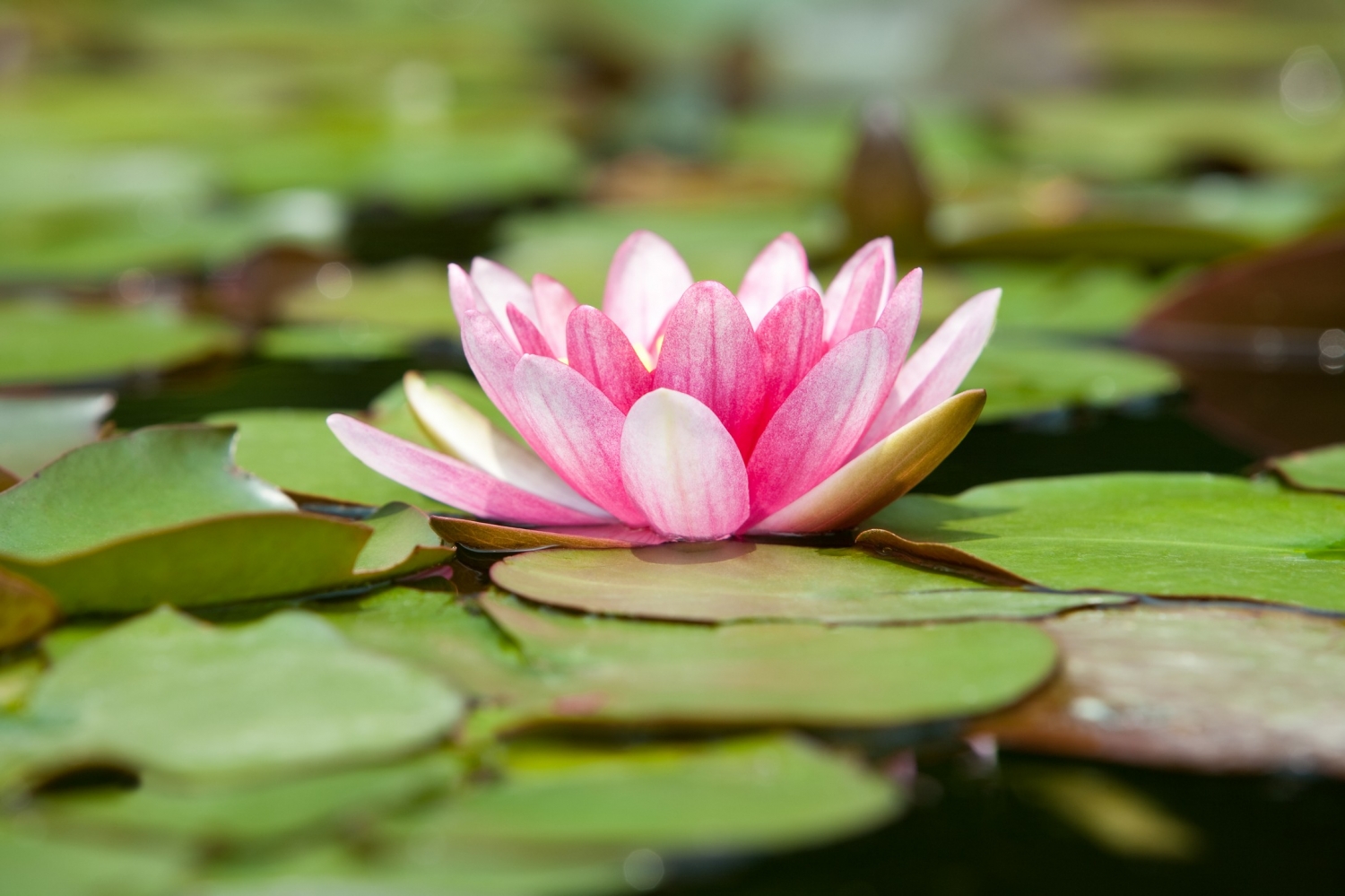 野生蓮花圖片