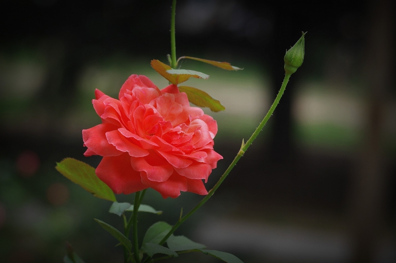 多彩月季花图片