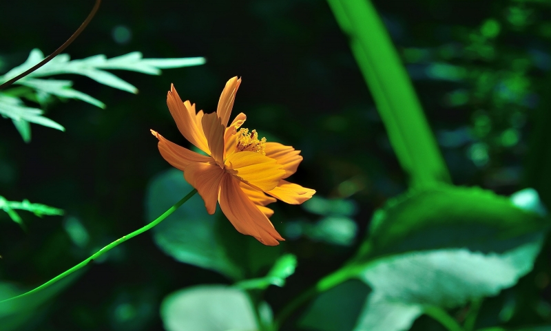 橙色格桑花图片