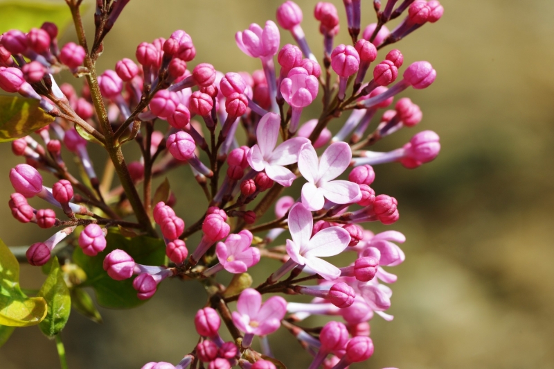 粉色丁香花圖片