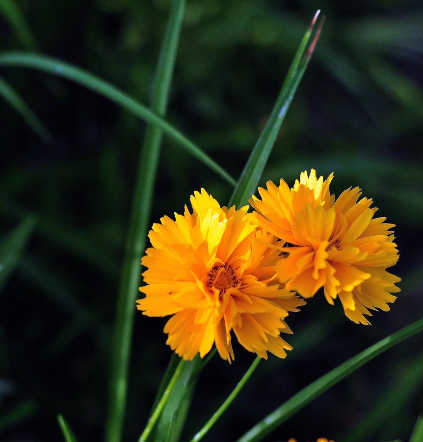 春日陽(yáng)光下的金雞菊