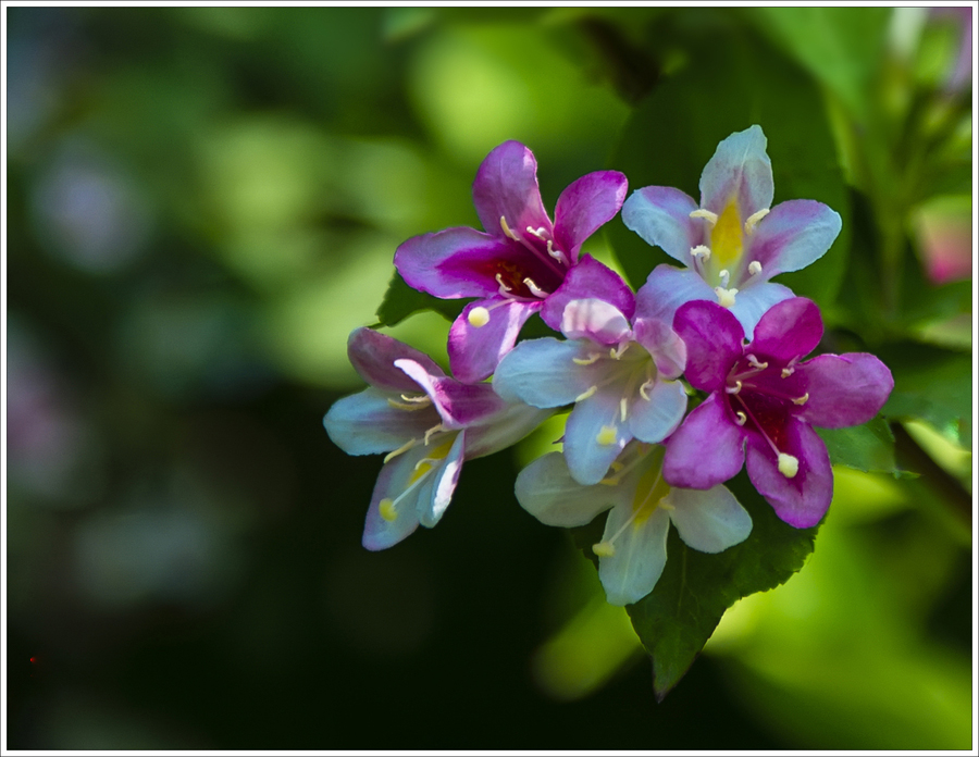 錦帶花開