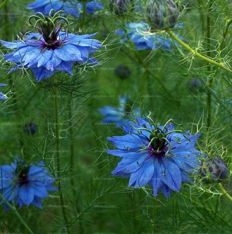 黑種草圖片