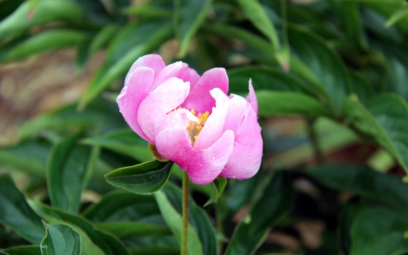 粉色芍藥花圖片